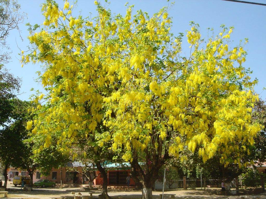 Muồng đen được biết đến là loại cây lấy gỗ có giá trị kinh tế 