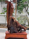 Tuong-Dat-Ma-Hang-Long-Go-Huong4
