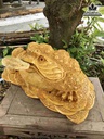 Tuong-Coc-Ngam-Tien-Go-Nu-Nghien-