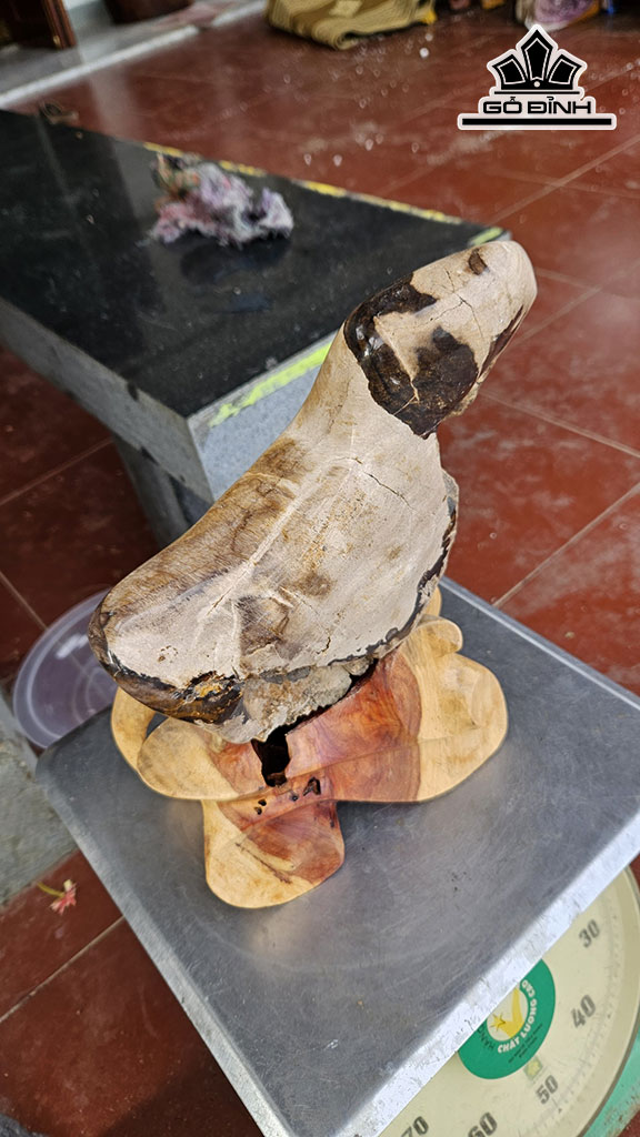 Tác Phẩm Gỗ Hóa Thạch Cao 38  Ngang 19 (cm) 5kg