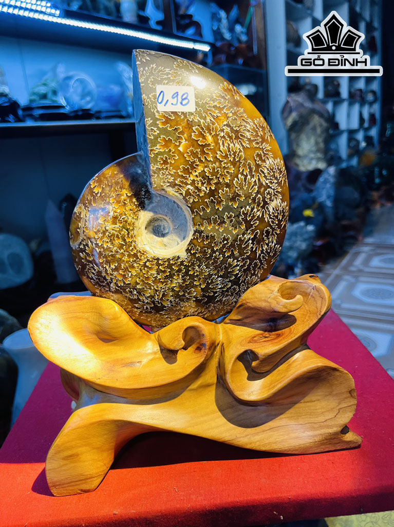Cặp Ốc Anh Vũ Hóa Thạch Cao 26 (cm) 3,6kg