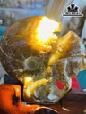 Ốc Anh Vũ Hóa Thạch Cao 22 (cm) 1,5kg
