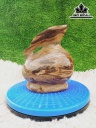 Tác Phẩm Gỗ Hóa Thạch Cao 20 Ngang 16 (cm) 3,5kg