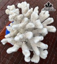 Tác Phẩm Cây San Hô Cao 33 Ngang 40 (cm) 8kg