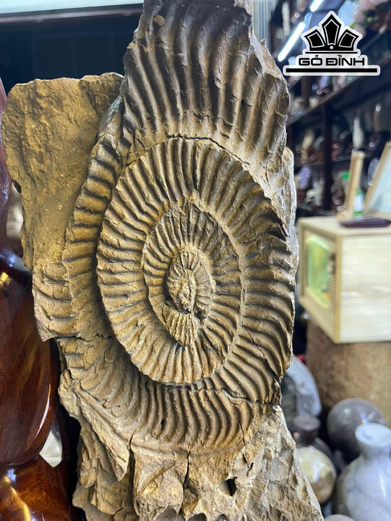Cúc Đá Hóa Thạch Cao 57 (cm) 15kg