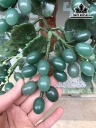 Cây Nho Đá Thạch Anh  Cao 38 Ngang 28 Sâu 10 (cm) 2,25kg