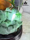 Bụi Tinh Thể Đá Thạch Anh Xanh Cao 14 Ngang 14 (cm) 1,5kg