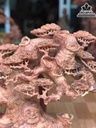 gia-Tuong-Phat-Di-lac-ngoi-goc-tung-go-huong-