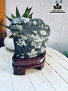 Tác Phẩm Hoa Cúc Hóa Thạch Cao 18 Ngang 17 (cm) 3,8kg