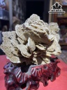 Tác Phẩm Bông Hoa Hóa Thạch Cao 28 Ngang 17 (cm) 1,8kg