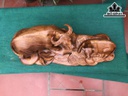 tuong-trau-mau-tu-go-huong-cao-24-ngang-63-sau-24-cm-430553
