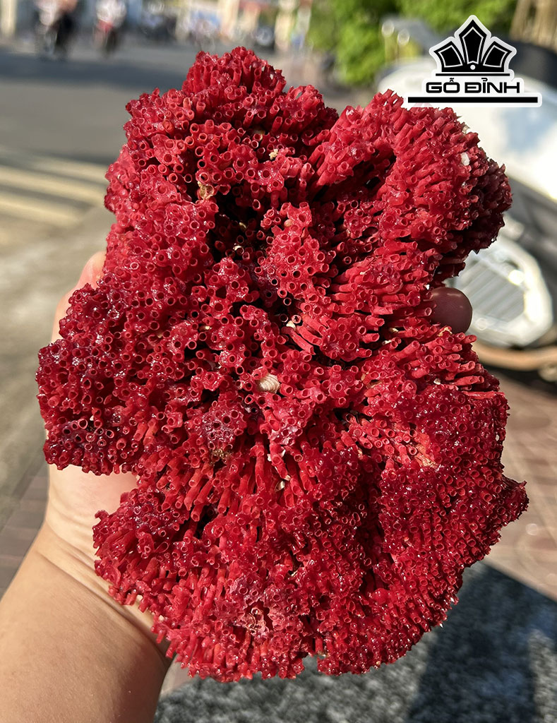 Cây San Hô Đỏ Mào Gà Cao 12 Ngang 17 (cm)