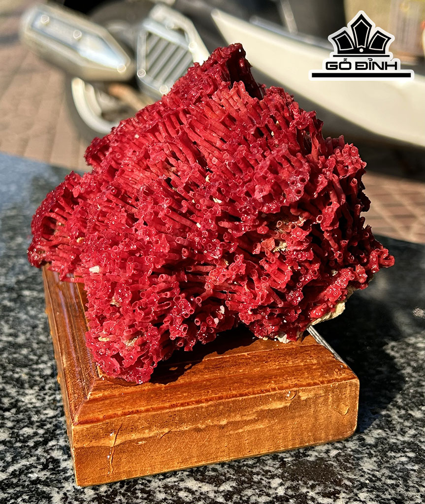Cây San Hô Đỏ Mào Gà Cao 12 Ngang 17 (cm)