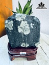 Tác Phẩm Hoa Cúc Hóa Thạch Cao 17 Ngang 12 (cm) 2kg