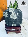 Tác Phẩm Hoa Cúc Hóa Thạch Cao 17 Ngang 12 (cm) 2kg
