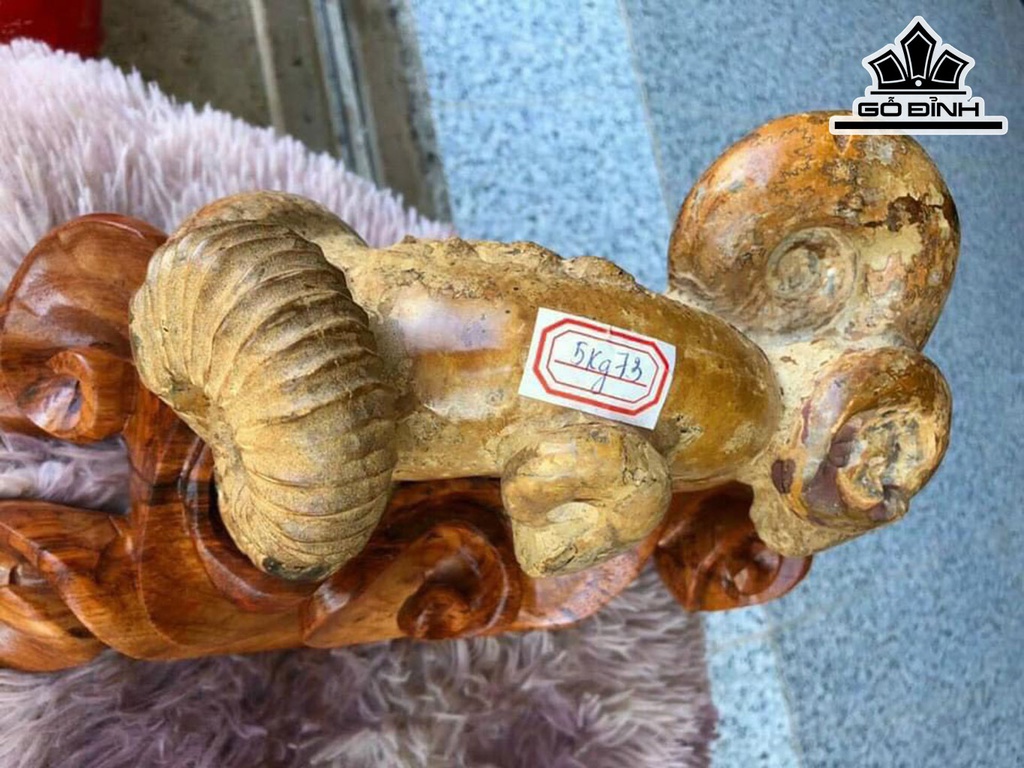Tác Phẩm Ốc Hóa Thạch Cổ Đại Cao 26 Ngang 25 (cm) 5kg