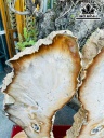 Tác Phẩm Cặp Đá Mã Não Cao 59 (cm) 10,8kg