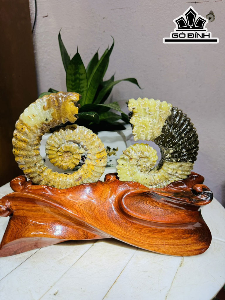 cap-oc-anh-vu-hoa-ngoc-cao-19-ngang-22-cm-18kg-439839