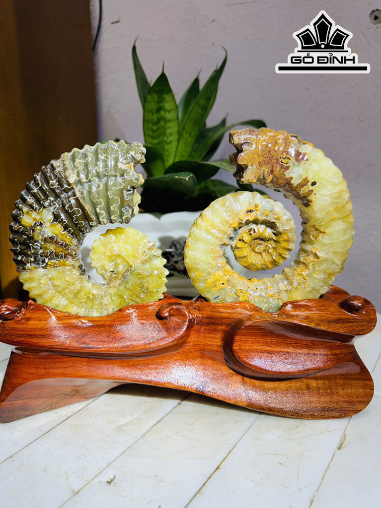 cap-oc-anh-vu-hoa-ngoc-cao-19-ngang-22-cm-18kg-439841