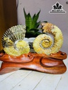 cap-oc-anh-vu-hoa-ngoc-cao-19-ngang-22-cm-18kg-439841