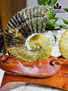 cap-oc-anh-vu-hoa-ngoc-cao-19-ngang-22-cm-18kg-439843