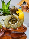 cap-oc-anh-vu-hoa-ngoc-cao-19-ngang-22-cm-18kg-439844