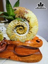 cap-oc-anh-vu-hoa-ngoc-cao-19-ngang-22-cm-18kg-439845