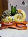 cap-oc-anh-vu-hoa-ngoc-cao-19-ngang-22-cm-18kg-439846