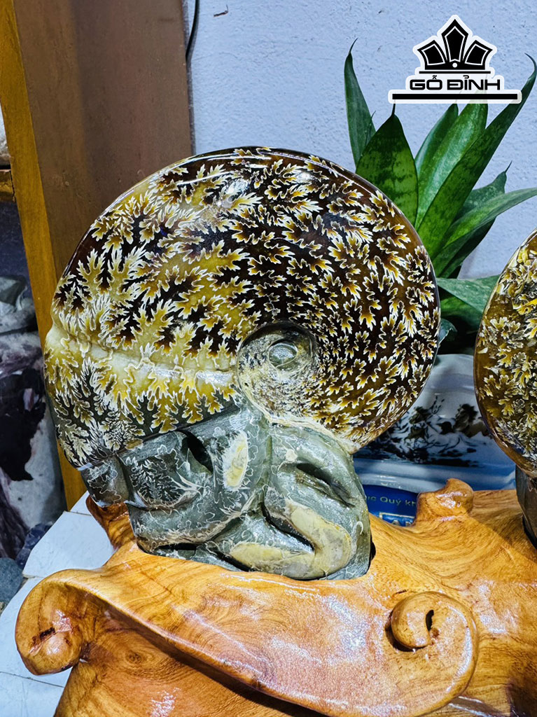 Cặp Ốc Anh Vũ Hóa Ngọc Cao 23 Ngang 28 (cm) 3,2kg