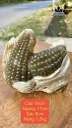 cu-thiem-thu-da-serpentine-cao-12-ngang-21-sau-10-cm-26kg-445825