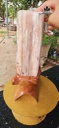 tac-pham-go-hoa-ngoc-hong-cao-36-ngang-17-cm-8kg-446079