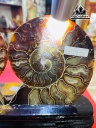 cap-oc-anh-vu-hoa-thach-cao-17-ngang-23-cm-11kg-448350
