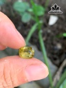 vien-da-tourmaline-cao-9-ngang-72-sau-52-mm-255cts-452007