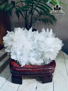 tac-pham-da-tram-tich-cao-18-ngang-19-cm-nang-15kg-460494