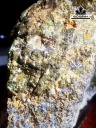 tac-pham-da-pyrite-cao-26-ngang-25-cm-58kg-461136
