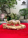 tuong-bao-san-moi-go-nu-nghien-cao-14-ngang-39-sau-10-cm-464044