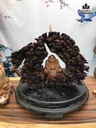 Tượng Đạt Ma Sư Tổ Gỗ Lũa Hương  Cao 34 Ngang 43 Sâu 18 (cm)