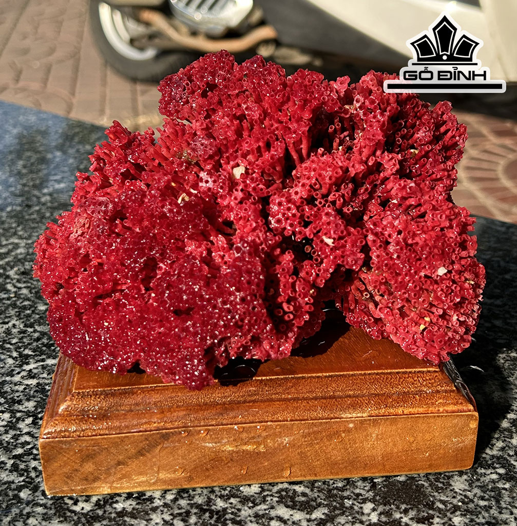 Cây San Hô Đỏ Mào Gà Cao 12 Ngang 17 (cm)