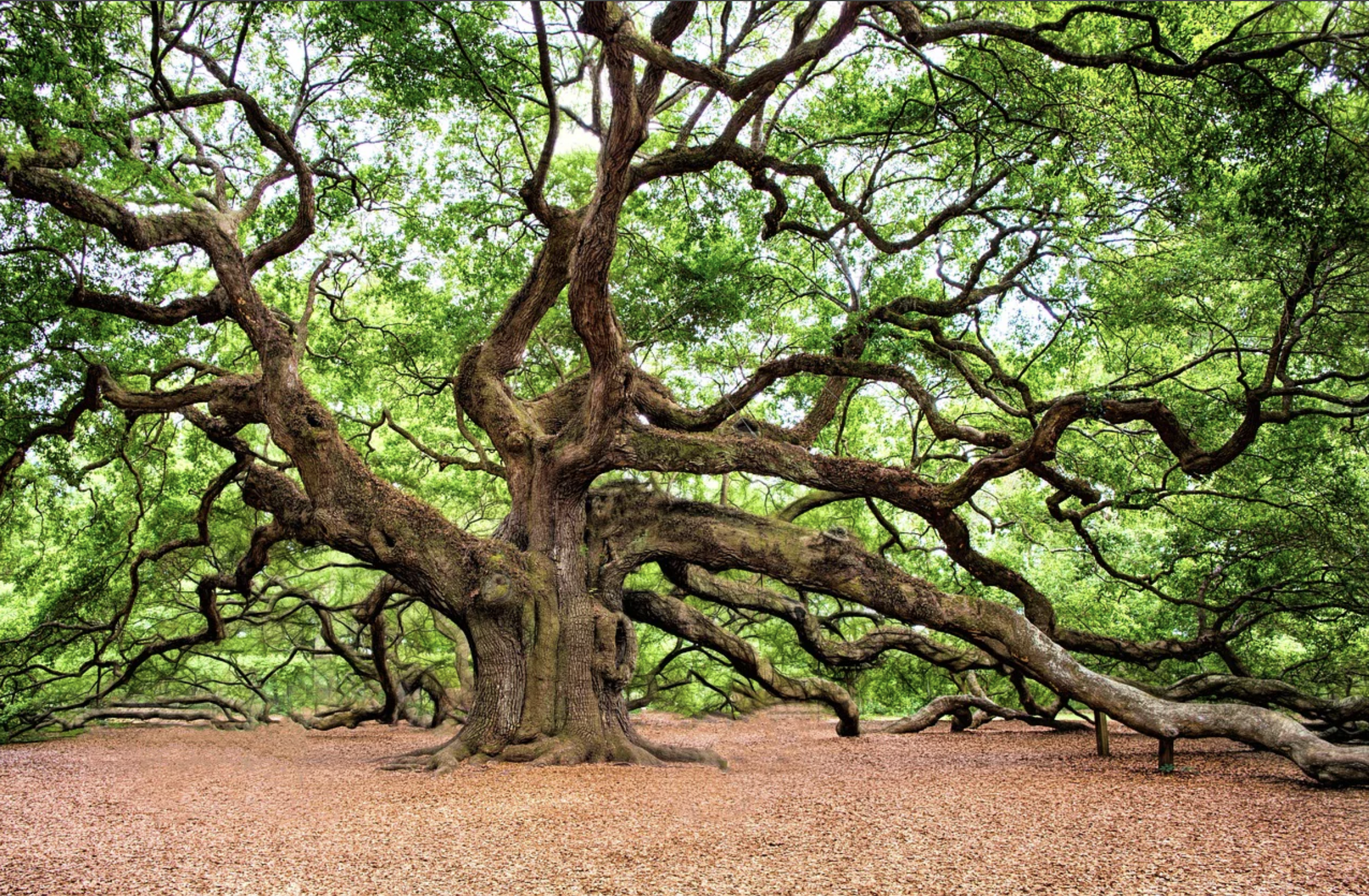 Cây gỗ Sồi (Oak)